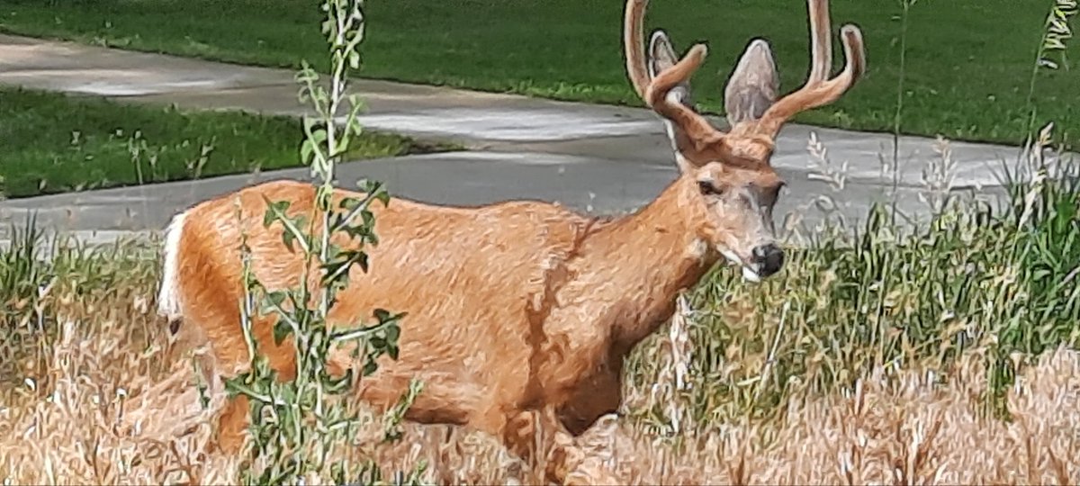 nick manely tweet media