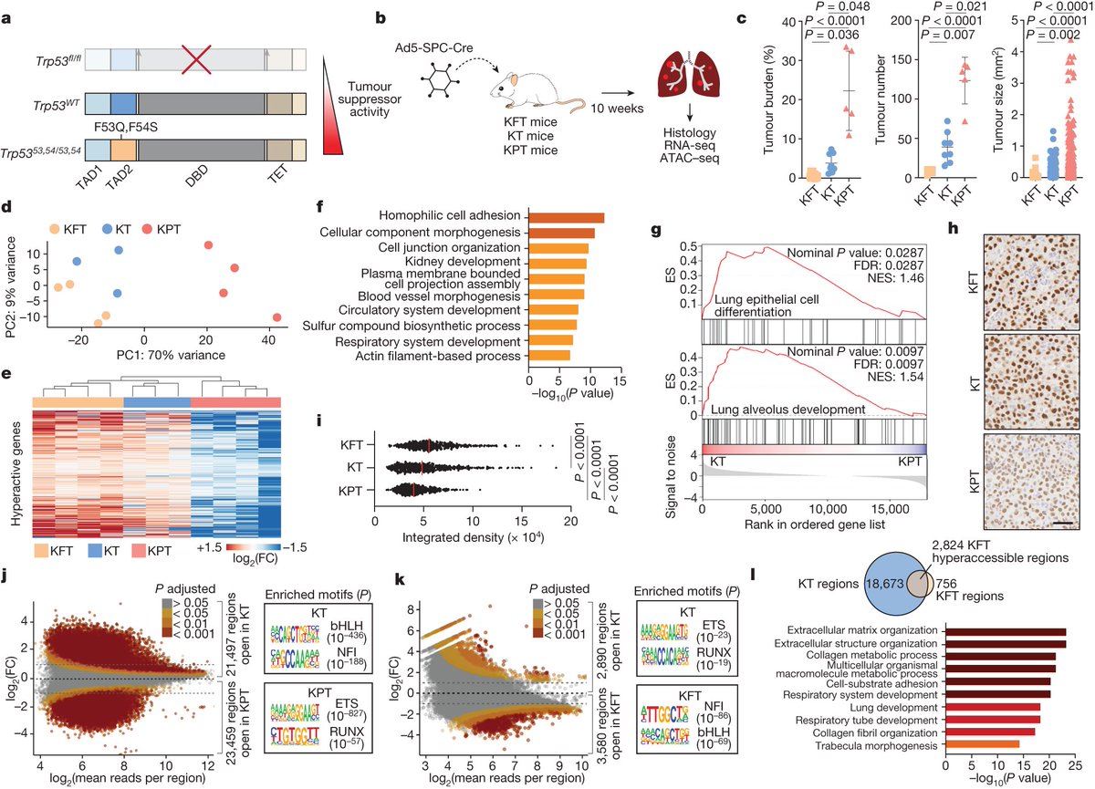 AttardiLaura's tweet photo. So proud to share the work of @alyssamkaiser, @hanson_kathrynj and our amazing team on how #p53 suppresses the leading cause of cancer deaths world, #LungCancer! @nature @joseseoane @kbieging https://t.co/UgXLVjHm8Z https://t.co/tFXAYLDvyi
