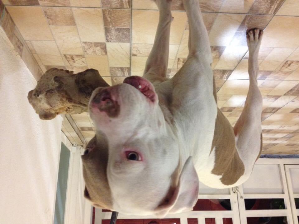 xr0kyx's tweet photo. @El_gatitoGordo #Talacho 🐶 https://t.co/g77CimMtVF