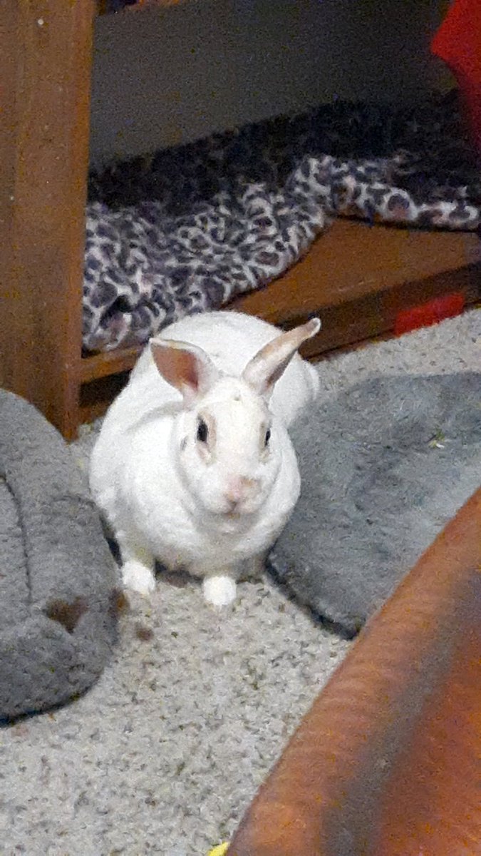 floorsharkmomma's tweet photo. A marshmallow caught between two flatter marshmallows, lol #CloreRex #worldofsoft #bunnylove https://t.co/0iy3THMbwu