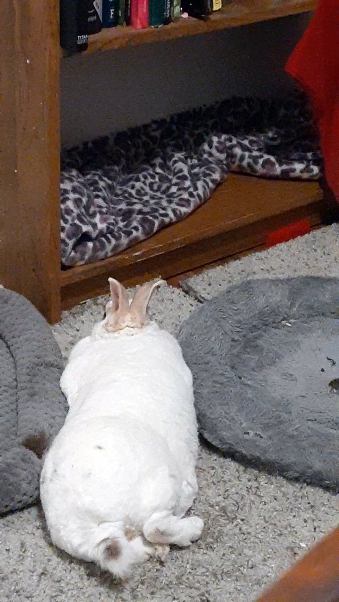 floorsharkmomma's tweet photo. A marshmallow caught between two flatter marshmallows, lol #CloreRex #worldofsoft #bunnylove https://t.co/0iy3THMbwu