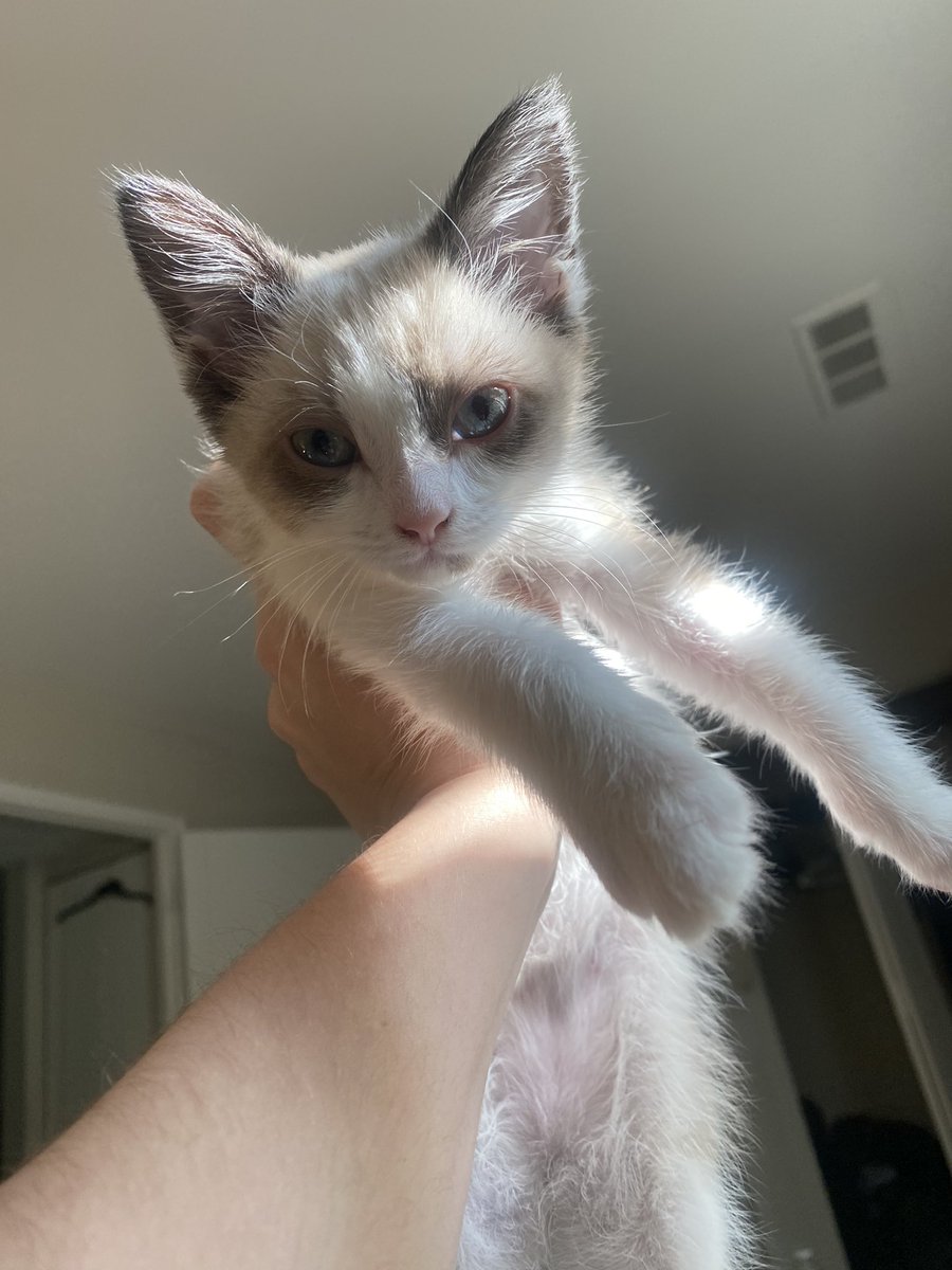 TempestDeacon's tweet photo. she wants you all to know she’s Very Pathetic and needs to be held 24/7 https://t.co/M46rcQDQbf