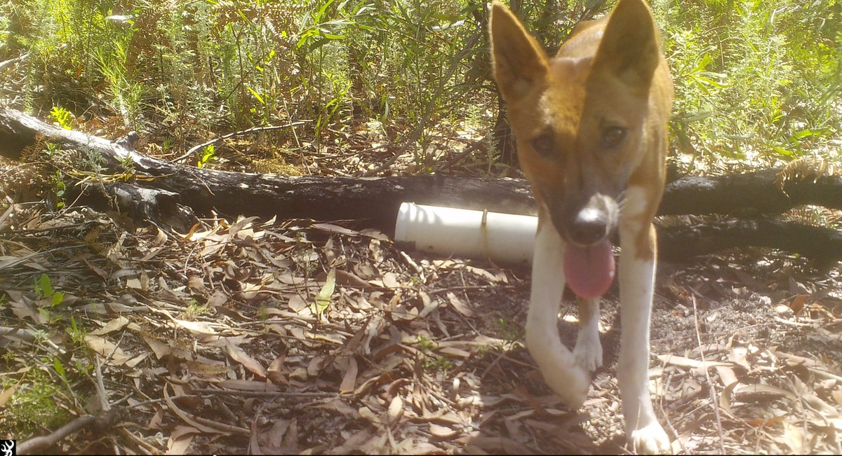 the last face you see before your camera trap is knocked over the day after you set it up