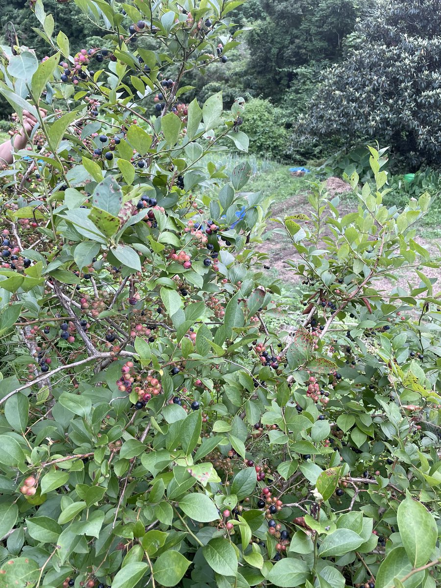 W_Student_Farm's tweet photo. だれかブルーベリー買ってくれんかなってくらい出来てます https://t.co/hlGxKtRdvb