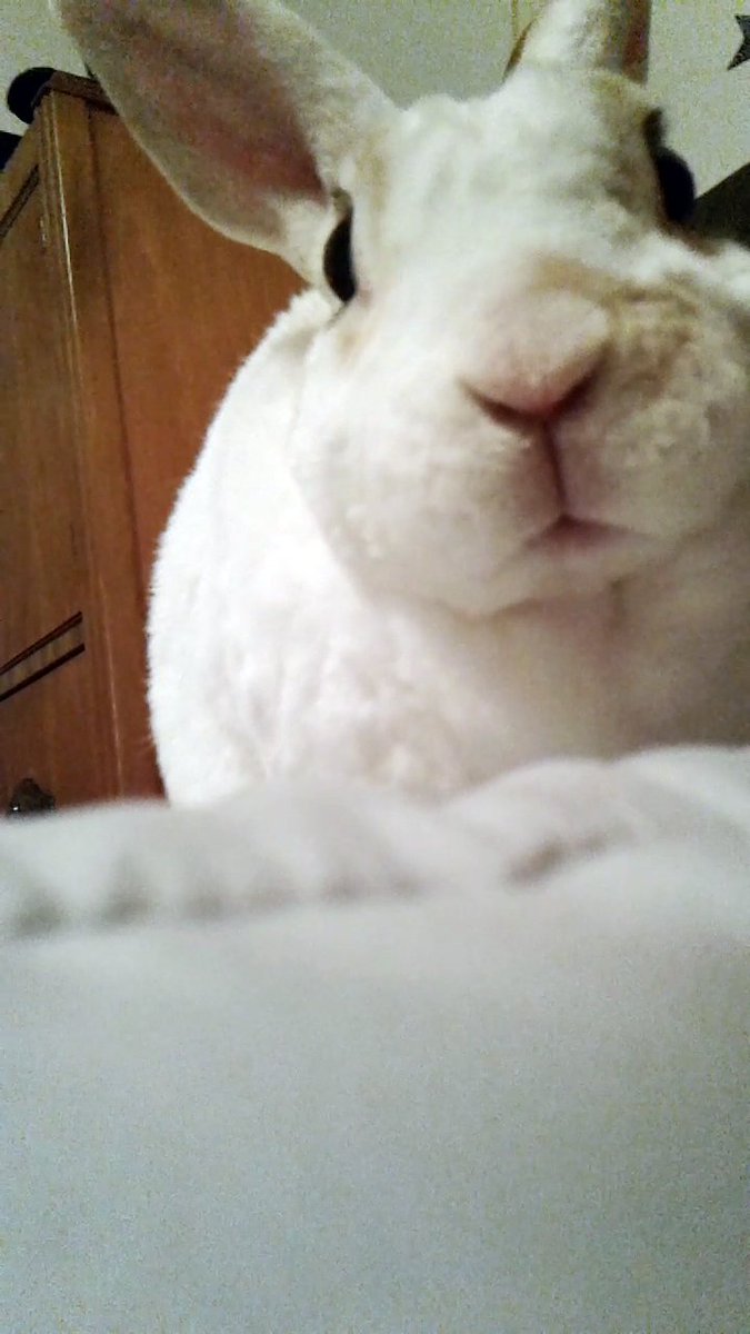 floorsharkmomma's tweet image. Ur daily dose of Clover!!!! #CloverRex #bunnylove #angelface