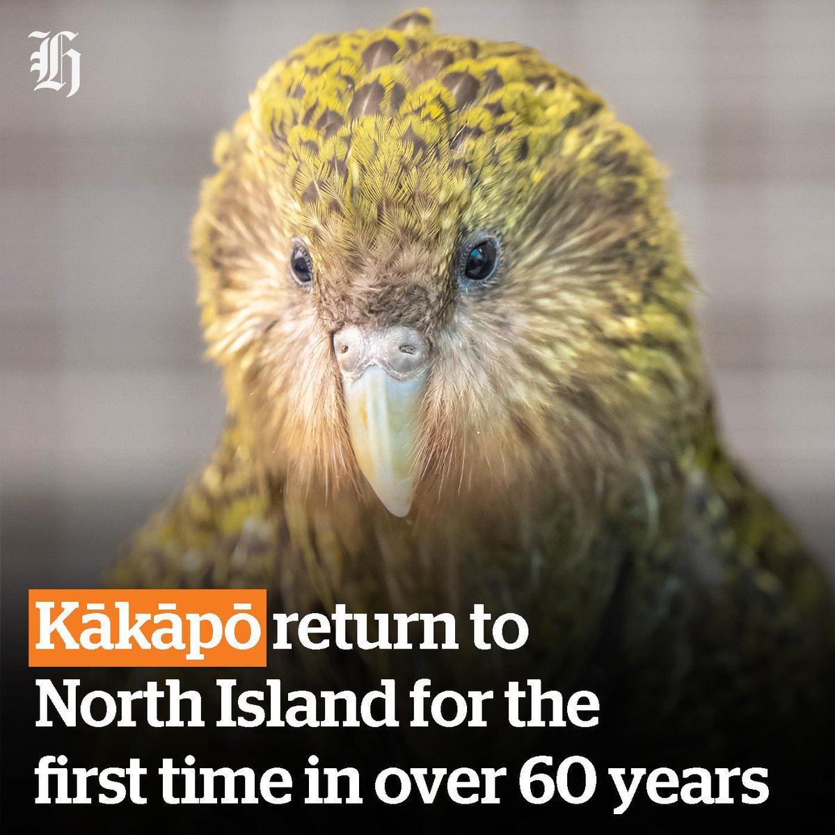 “Until now, kākāpō have been contained to a few predator-free offshore islands, so to have them now returning to the mainland is a major achievement for all involved" 🦜

🔗 bit.ly/3pW79ra
