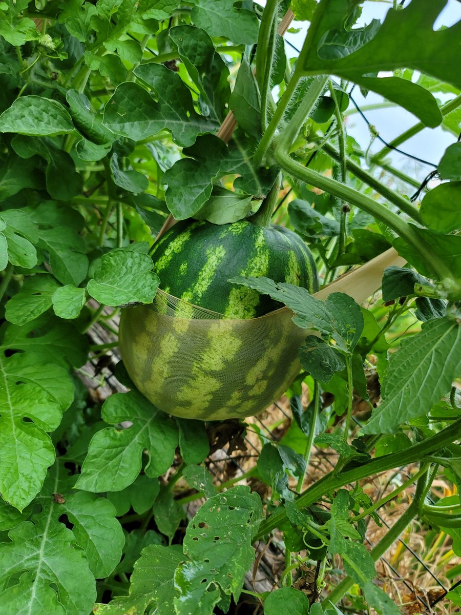 UrbanMiranda's tweet photo. Melon hammockssss  and my first ever heirloom tomato!! https://t.co/I9ReH2RwpX