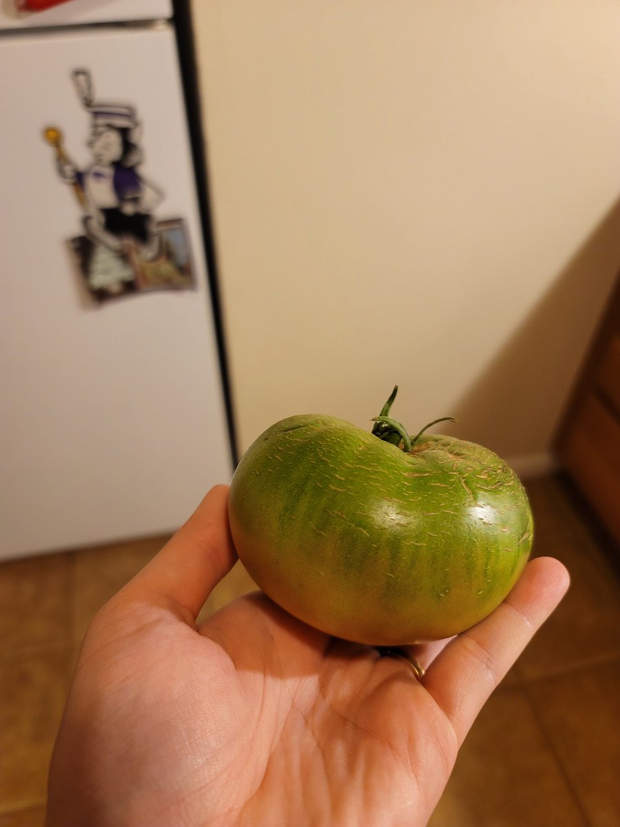 UrbanMiranda's tweet photo. Melon hammockssss  and my first ever heirloom tomato!! https://t.co/I9ReH2RwpX