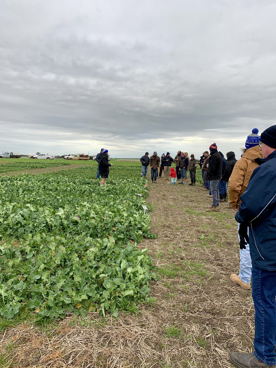 A little rain never stopped us from having a great time at our canola and cereal trial! Thank you to everyone who came out and braved the weather with us ☔️👏