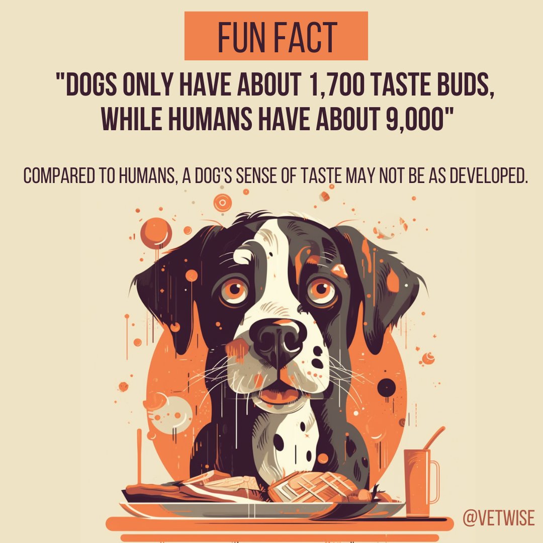 Don't be afraid to experiment with your dog's tastes! Discover how your pet enjoys the world around him!

Dogs only have about 1,700 taste buds, while humans have about 9,000

#dogs #taste #human #sense #animal #vetwise #education