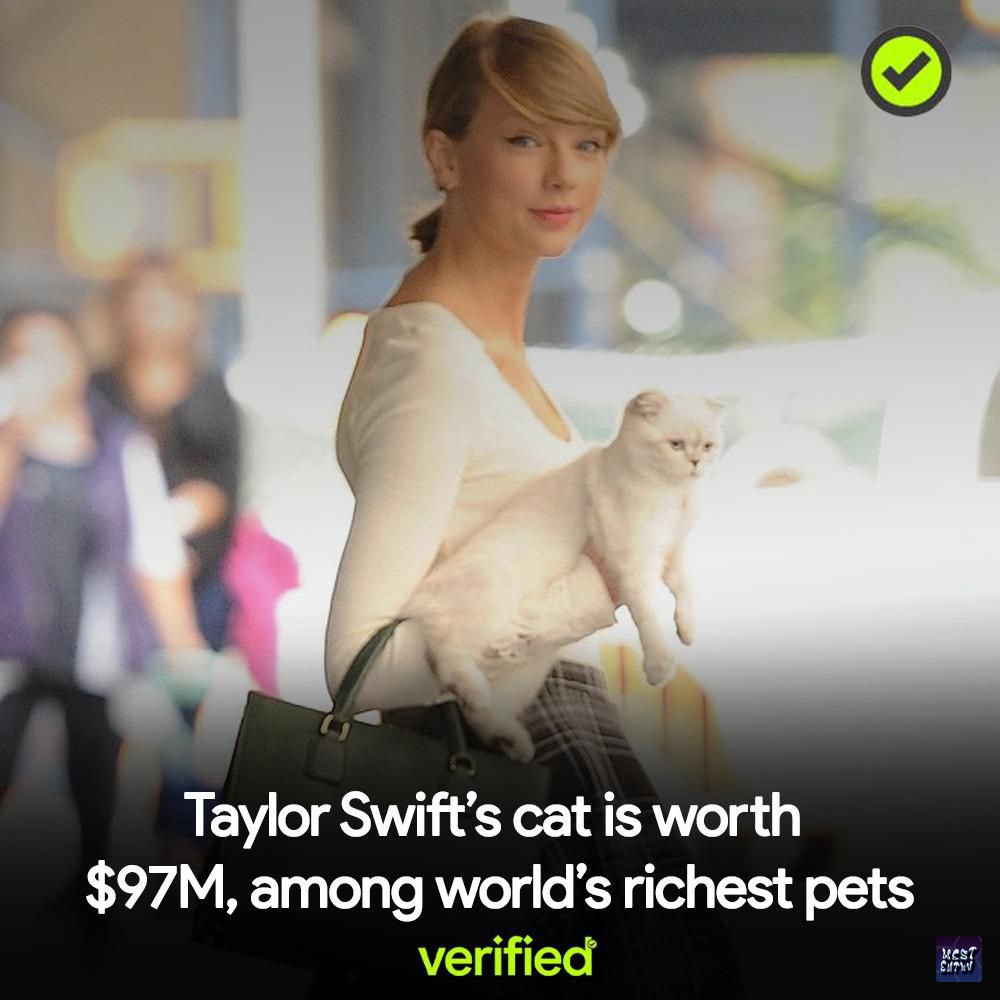 WESTERN ENTHUSIAST on Twitter: "wst olivia benson, kucing taylor swift
