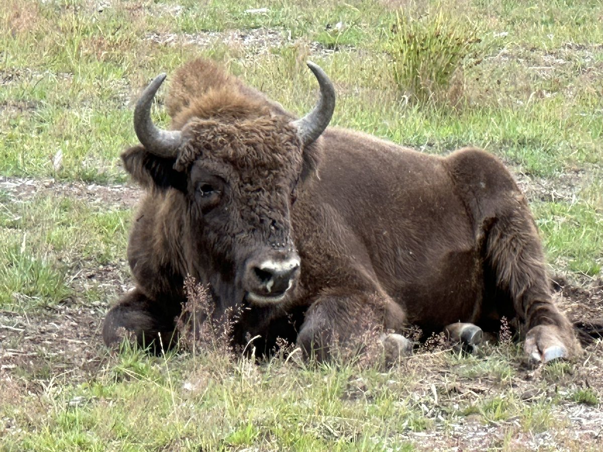 AlexeyPetrov's tweet photo. Physicists of #charm23 conference learned about bisons today. The feeling was mutual. https://t.co/dJWZgd1l3j