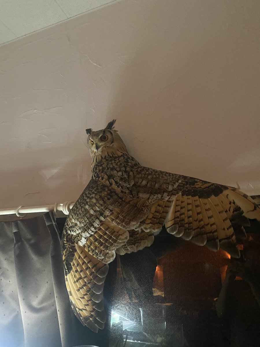 既視感 うちの子もよくなってます