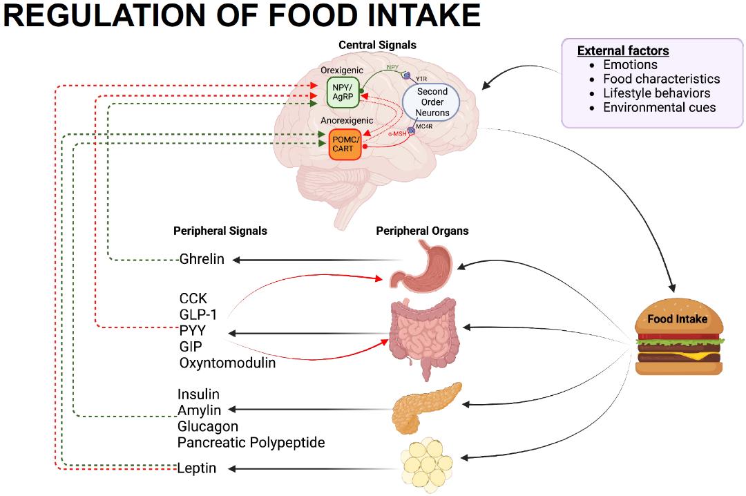 MeltiadyIssa's tweet photo. 💥#MayoMGR today with @mmundi :
"New Targets for Obesity Therapy: A Paradigm Shift?" @robertwermers @MayoClinicEndo @Dr_Vijay_Shah
#Obesity #LifestyleModification #AppetiteRegulation #BodyComposition #GLP1 #Weightloss #WeightRegain #MayoEndo #EndoTwitter #GITwitter #MedTwitter https://t.co/S1L0r8ff0n