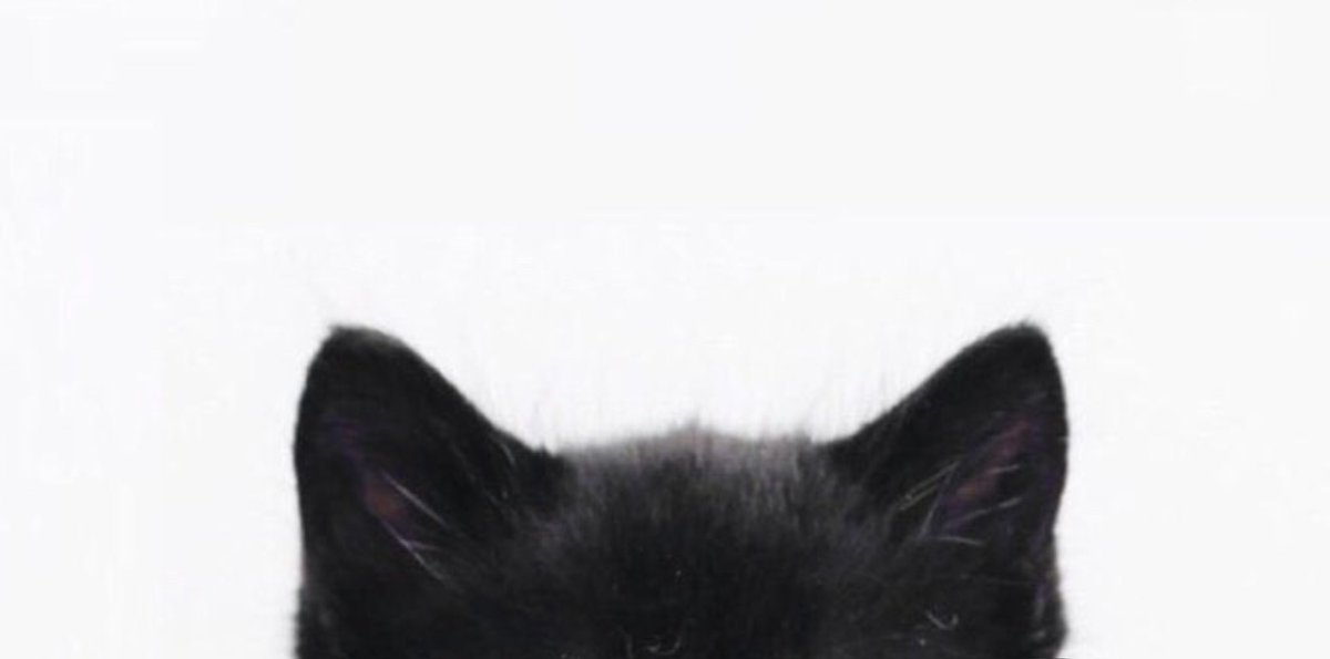 dunkspace_'s tweet photo. 20 Morning Dunk ☀️

/\___/\
꒰ ˶• ༝ - ˶꒱
./づ~ ✿ have a nice day 🐱

@dunknatachai #dunknatachai #dunkmeow https://t.co/GTQovrP03Z