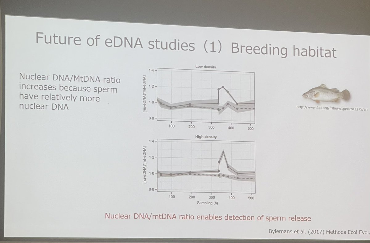 So good to see our work from 2017 on #eDNA mt /nu 🧬 ratios to detect breeding still being relevant! #ICG2023 @EliseFurlan @EcoDNA_UC