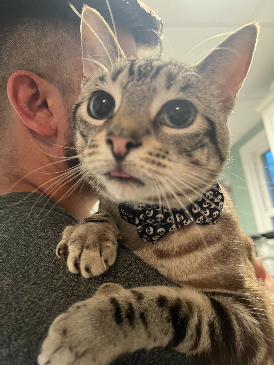 teacupp_'s tweet photo. He might be high AF on catnip https://t.co/VpsXHMotMq