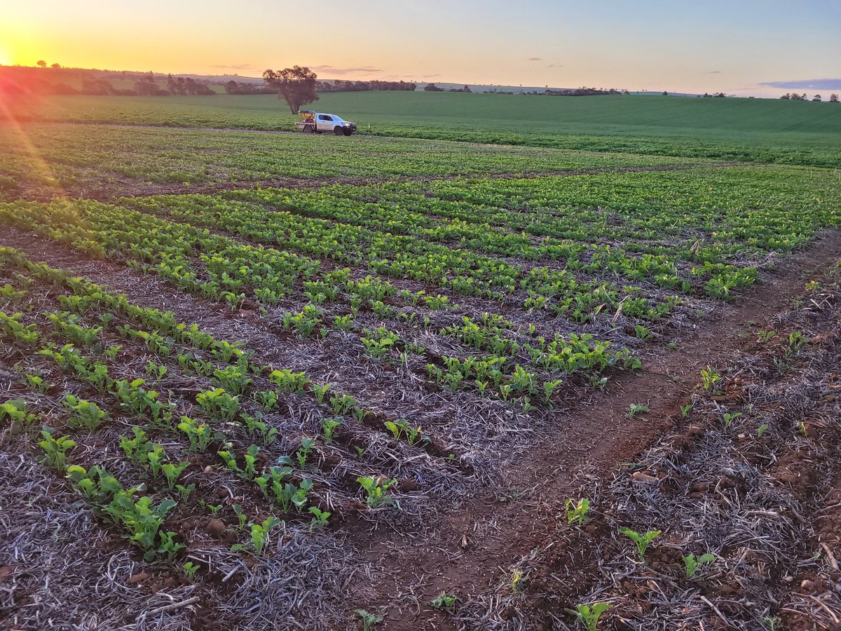 Canola trial in picturesque Marrar, NSW 📷

#agronomy #research #Australiawide #agriculture #australianmade #national #sunsets #canolafields #ruralphotography #nswfarmers #crops #Austalianagriculture #kalyx #kalyxaustralia