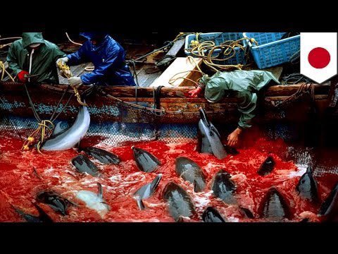gettingtfo's tweet photo. @abc7newsbayarea Oh whoops, that’s Faroe. HERE’s Taiji: https://t.co/k1vW0Ny77I