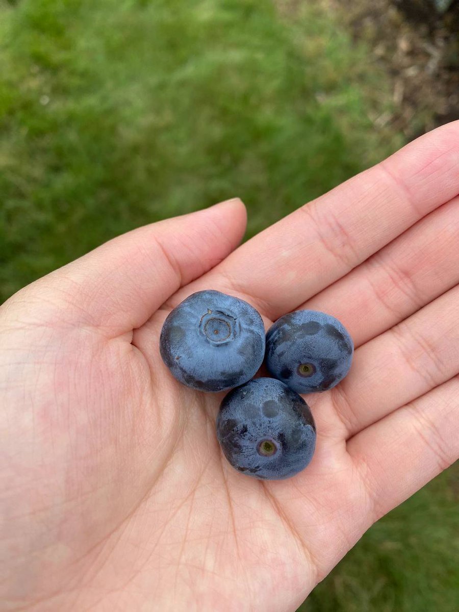 dewye_jelek's tweet photo. Picking the berries yourself is the most delicious
#Berry #Berries https://t.co/YlQ56M0Pub