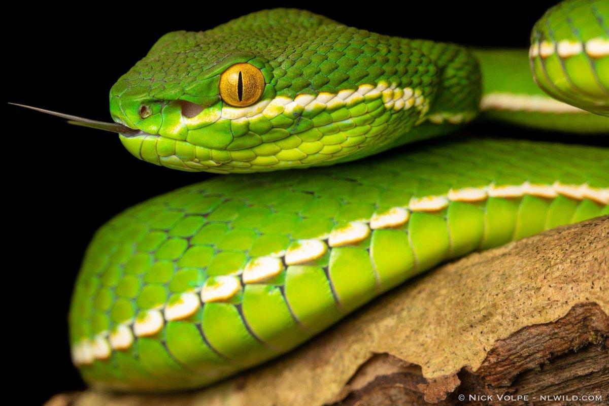 The stunning White-lipped Viper! 🐍🤍 This snake wasn't too impressed with how close I got to it, so this was the only photo I got before it unleashed a very fast warning strike - so it was time to move on after that! 😶 Hope you enjoy the photo! 📷