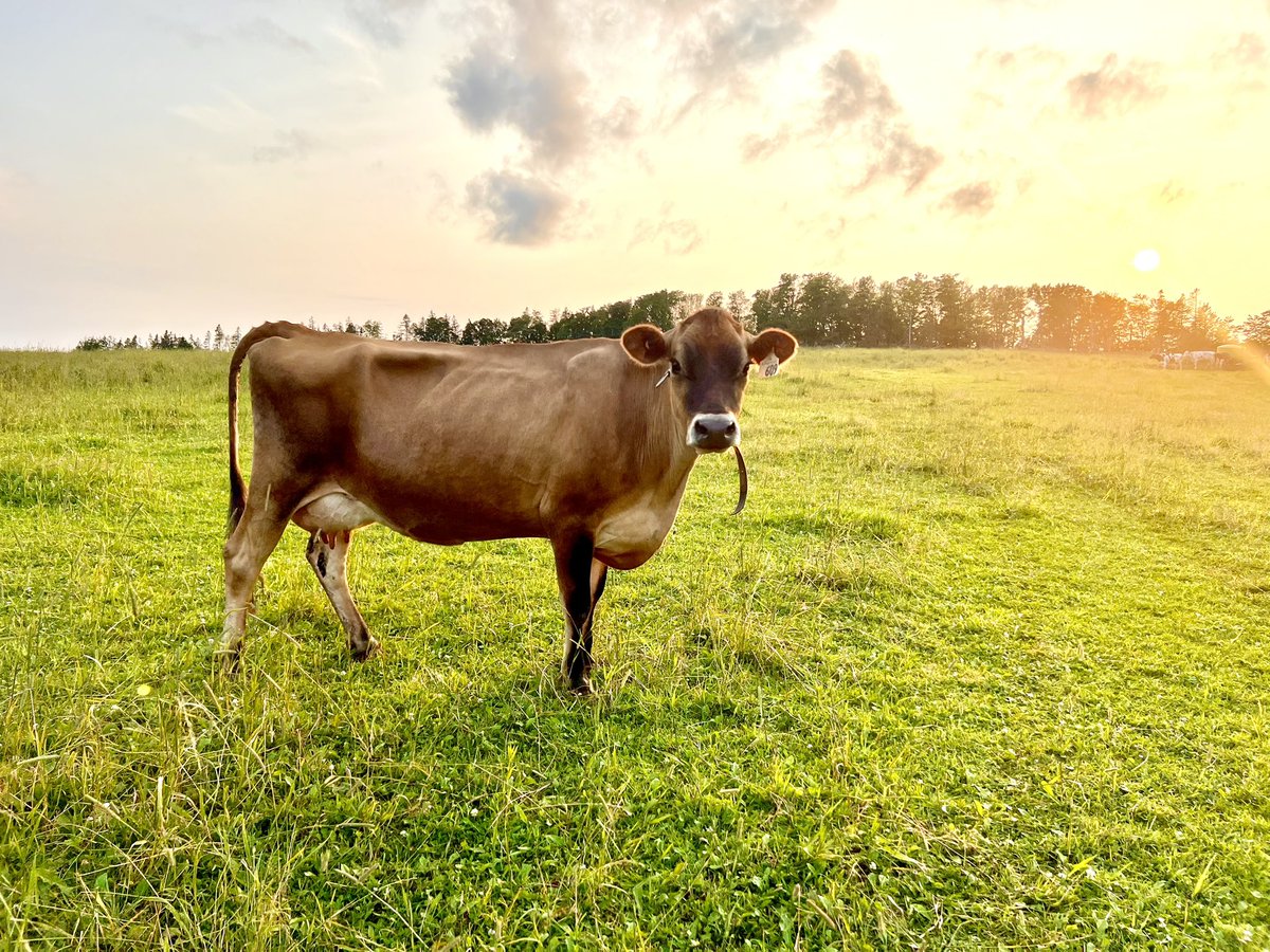 Rosie #farm #jersey #dairy #agriculture