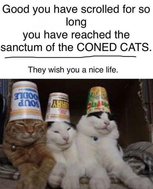 WholesomeMemes (@wholesomememe) on Twitter photo 