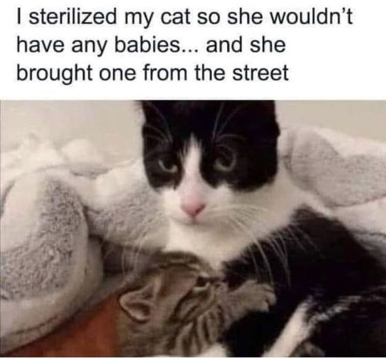 WholesomeMeme's tweet photo. https://t.co/bcJn5DQm59