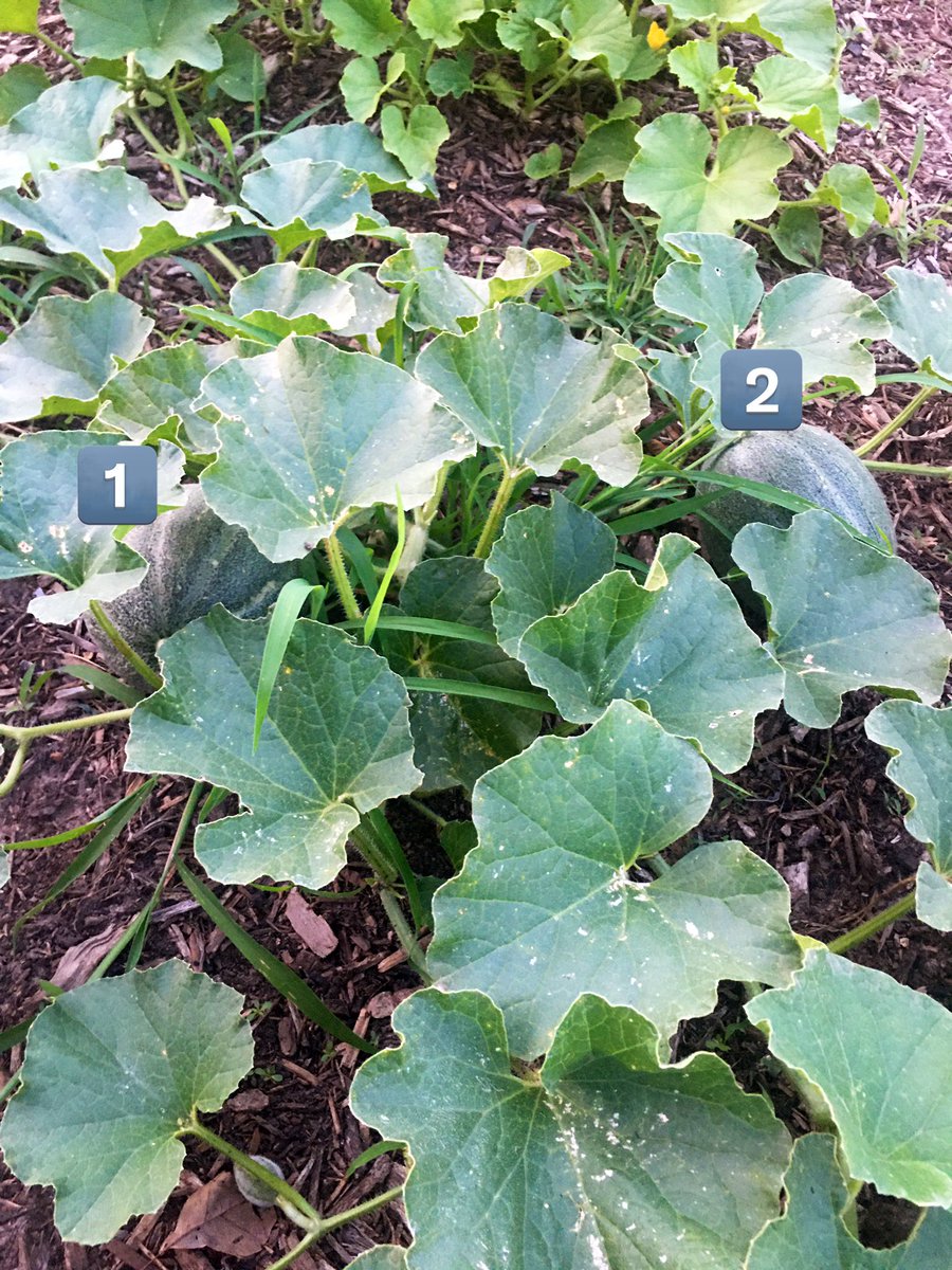 Jengel_99's tweet photo. Watermelon update: there’s a second one on the plant! Some more tiny ones are getting started as well so hopefully we get a bunch more! https://t.co/MPMcQM7hZE