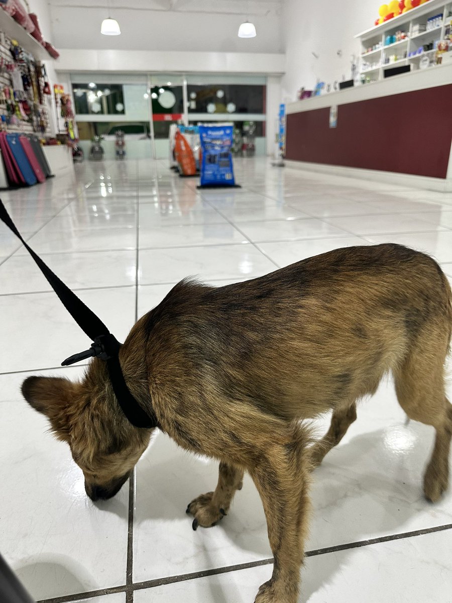 Segovinha precisa de um lar 

Dá uma moral no RT pra gente achar uma casa pro miúdo. 

ADOÇÃO RJ 🚨