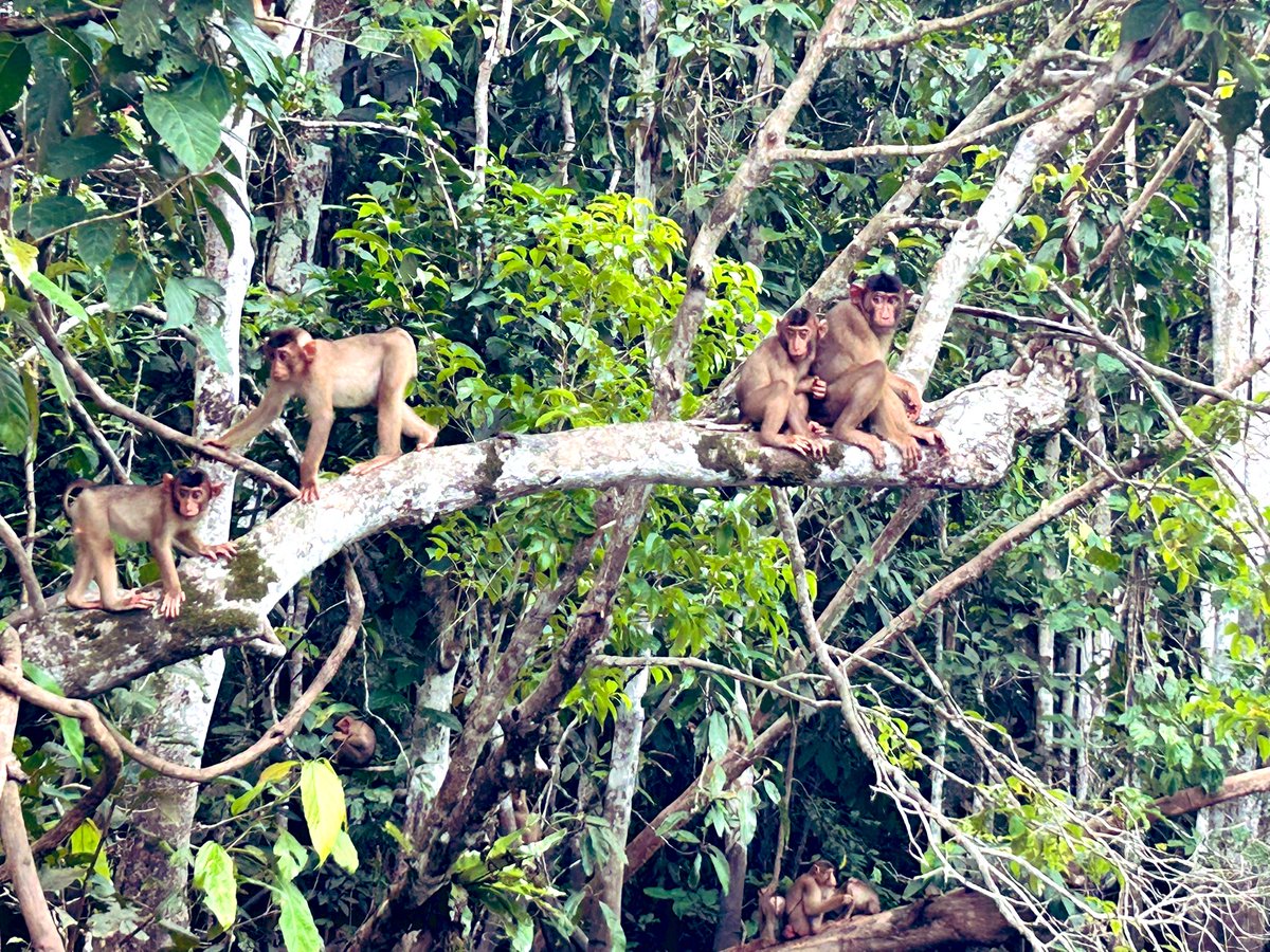 LEH_Trips's tweet photo. Amazing Kinabatangan river cruises. So many animals seen in the wild: proboscis and macaque monkeys, crocodiles,
monitor lizards, civet cats, snakes and many, many birds. A fitting start to Bella’s 18th birthday celebrations! #LEHSchool #Borneo #Lovebiology #5amwakeup https://t.co/hTQqJTROF2