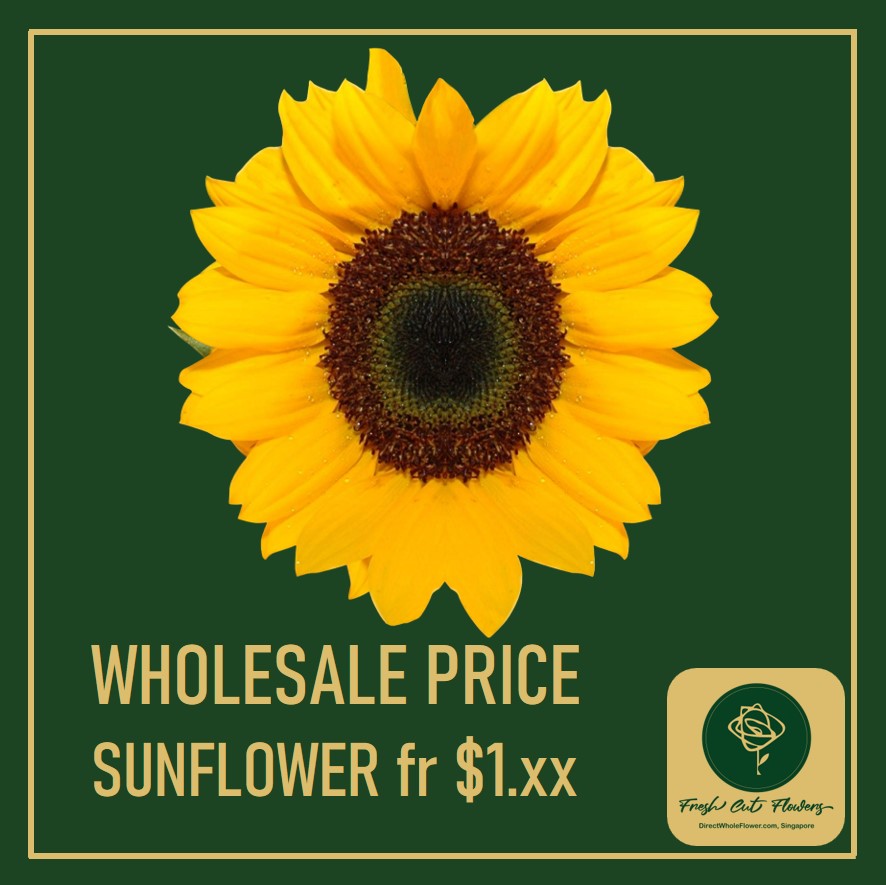 dwfgroup's tweet photo. Best Sunny Deal in Singapore

Buy Sunflower at Wholesale Prices, our selection of wholesale cut Sunflower available for delivery to Singapore, no minimum order. Price from from $1.xx

Quote of the day:
"Turn your face to the sun, and shadows follow behind you." – Maori Proverb https://t.co/K1dKJhWgcn