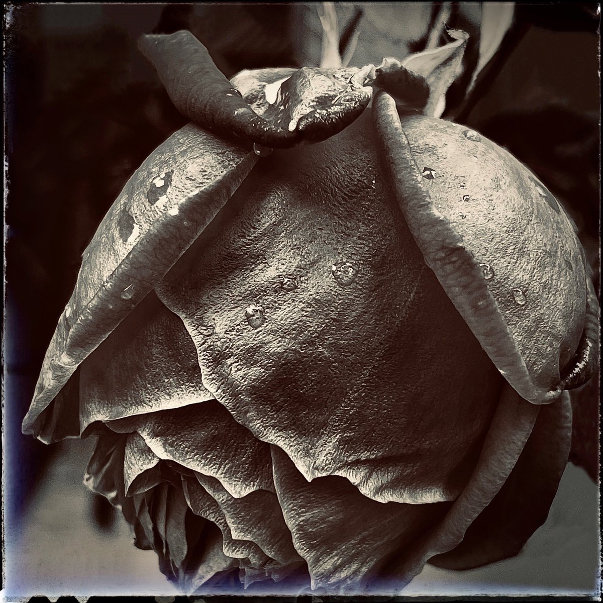sdetroy's tweet photo. My fifth NFT in "Las Flores Divinas" - "La Secreta"
10 #editions 4 #tezos "As a flower, the rose, according to fossil evidence, is 35 million years old." 
40 #roses in the #rosecollection #nftcollection #objktnft #lasfloresdivinas #FlowersOfTwitter https://t.co/7RRpomWVm0