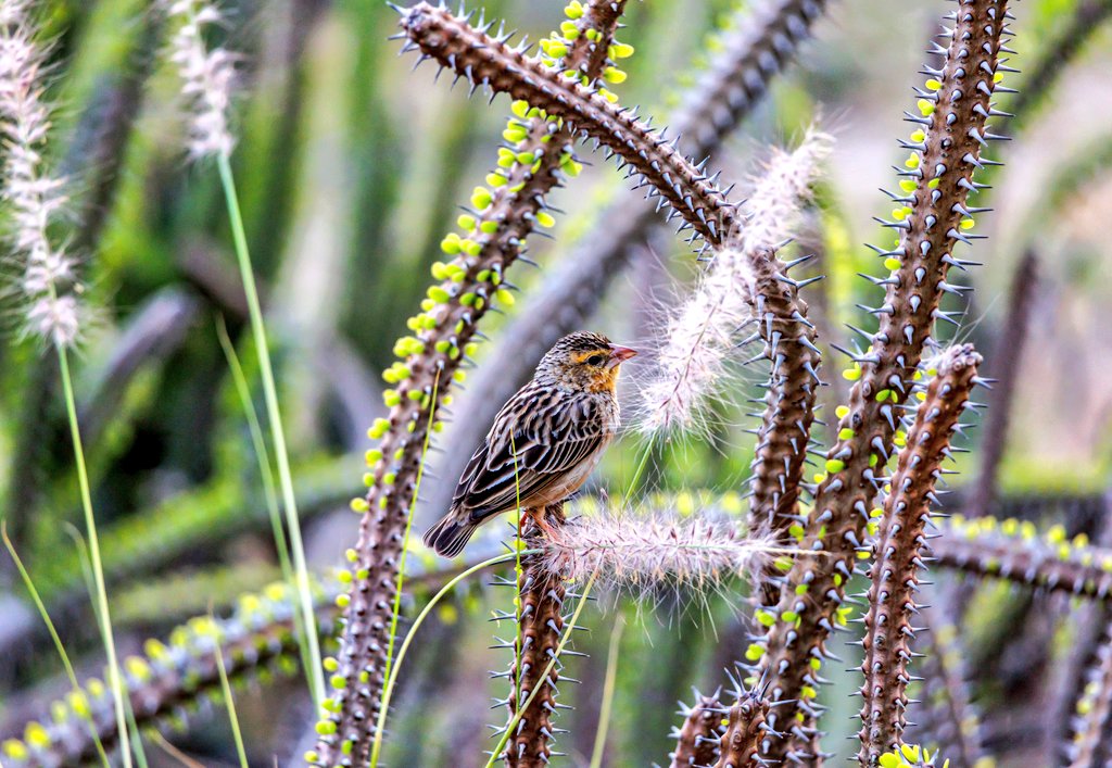 Tareeq Iqbal Mohammed (@tareeqiqbalmohd) on Twitter photo It's time to have some delicious Cogan Grass.
Southern red bishop.
#Kuwait <a href="/kuwaittimesnews/">KUWAIT TIMES</a>
<a href="/thetimesq8/">The Times Kuwait</a> <a href="/Alshaheedpark/">Al Shaheed Park</a>
<a href="/IndiAves/">IndiAves</a>
<a href="/Lightroom/">Adobe Lightroom</a>
<a href="/NatureattheBest/">Nature at the Best</a>
<a href="/naturelovers/">Nature Lovers</a> <a href="/climactivist/">Climactivist</a>
<a href="/Britnatureguide/">The British Nature Guide</a>
<a href="/ThePhotoHour/">#ThePhotoHour</a>
<a href="/DavidMariposa1/">David</a>
<a href="/a_london_pigeon/">a_london_pigeon</a> <a href="/stormcabbirds/">stormcabbirds</a> <a href="/KalyaniMuktevi/">Kalyani Sharma</a> It's time to have some delicious Cogan Grass.
Southern red bishop.
#Kuwait <a href="/kuwaittimesnews/">KUWAIT TIMES</a>
<a href="/thetimesq8/">The Times Kuwait</a> <a href="/Alshaheedpark/">Al Shaheed Park</a>
<a href="/IndiAves/">IndiAves</a>
<a href="/Lightroom/">Adobe Lightroom</a>
<a href="/NatureattheBest/">Nature at the Best</a>
<a href="/naturelovers/">Nature Lovers</a> <a href="/climactivist/">Climactivist</a>
<a href="/Britnatureguide/">The British Nature Guide</a>
<a href="/ThePhotoHour/">#ThePhotoHour</a>
<a href="/DavidMariposa1/">David</a>
<a href="/a_london_pigeon/">a_london_pigeon</a> <a href="/stormcabbirds/">stormcabbirds</a> <a href="/KalyaniMuktevi/">Kalyani Sharma</a>