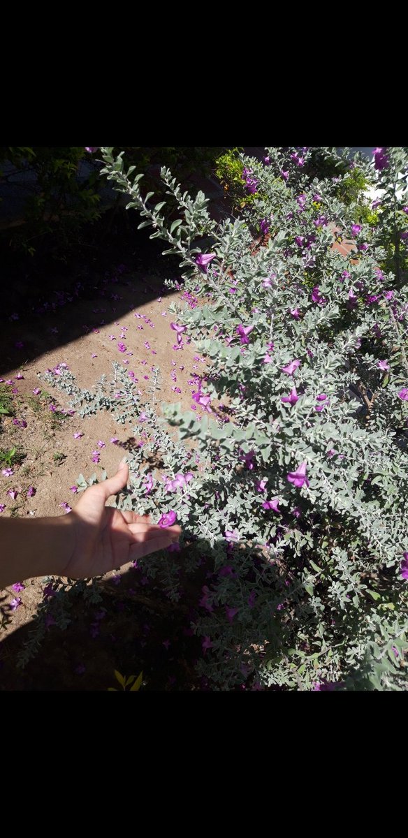 AmmFabiola's tweet photo. @csequea
#19Julio2023
#NoALaViolencia
#ViolenciaPsicologica
"Las heridas del corazón, no dejan marcas visibles a simple vista. Bien dicen que las palabras, pueden doler más que una herida física. 
Un día más luchando contra mis propios miedos, es un día más siendo un guerrero"
~ https://t.co/mGKSe5REnl