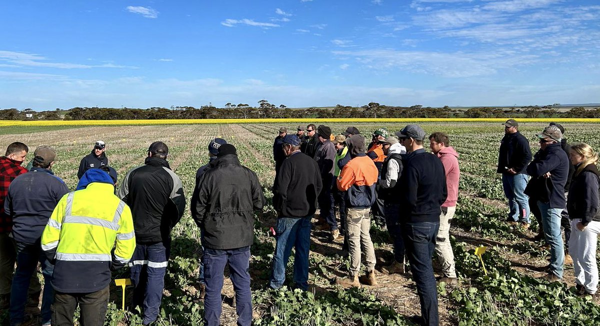 Just a few blokes going for a drive looking at canola 🤘🏽🤘🏽<a href="/BASF_Agro_Au/">BASF Agricultural Solutions Australia</a> <a href="/NuseedAustralia/">Nuseed Australia</a> <a href="/pioneerseedsau/">Pioneer Seeds - Australia</a> <a href="/PacificSeeds/">Pacific Seeds</a>