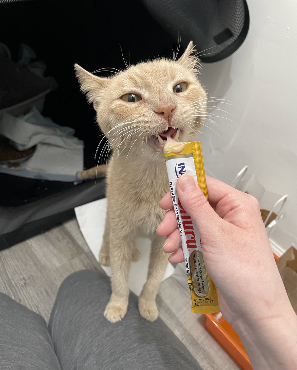 Friends of Bear Cat Rescue tweet media