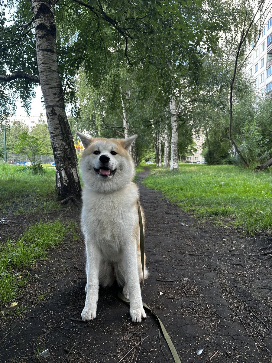 Gm☀️
I love mornings so much! Because of walking with my dog💛