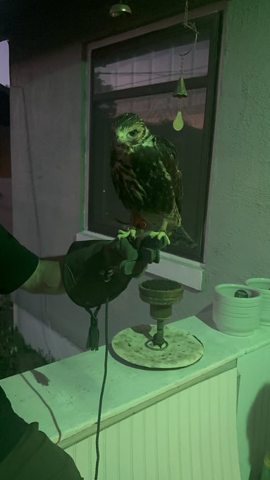 My landlord got his hawk. Absolutely remarkable. https://t.co/dqM457RiJz