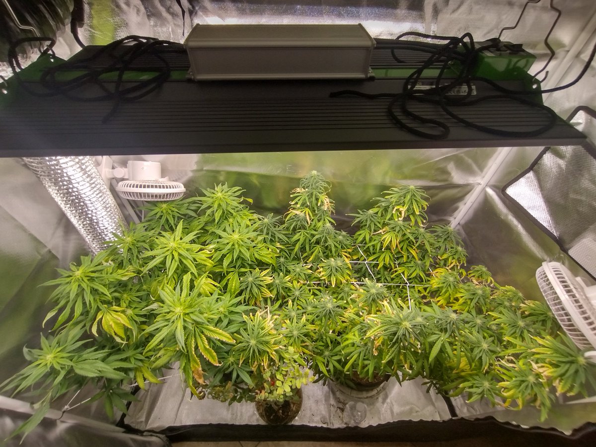 2KGROWS's tweet photo. #bud #WeedLovers #TrendingNow #GardeningTwitter #explorepage #CannabisCommunity #FYP #grownasskids #Growth #follo4follo #2KGROWS 
🌿🌿🌿 https://t.co/BW3GxwbOAg