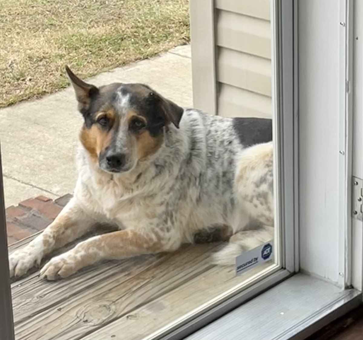 kMcK79's tweet photo. @SherwinWilliams His original name is Sport. 😄 https://t.co/yTuLTZC5Ce