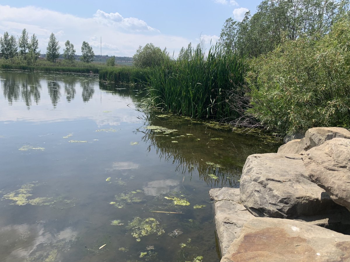 Alberta CWRA SYP (@ab_cwra_syp) on Twitter photo 💧WATER WEDNESDAY💧<a href="/uchalhydro/">UCHALHydro</a> is running a wetland module for U of C summer camps! Kids get lessons on wetland systems by critter dipping in a stormwater retention pond. They’re then taken back to the lab to look under microscopes to look at the biodiversity and wetland health! 💧WATER WEDNESDAY💧<a href="/uchalhydro/">UCHALHydro</a> is running a wetland module for U of C summer camps! Kids get lessons on wetland systems by critter dipping in a stormwater retention pond. They’re then taken back to the lab to look under microscopes to look at the biodiversity and wetland health!
