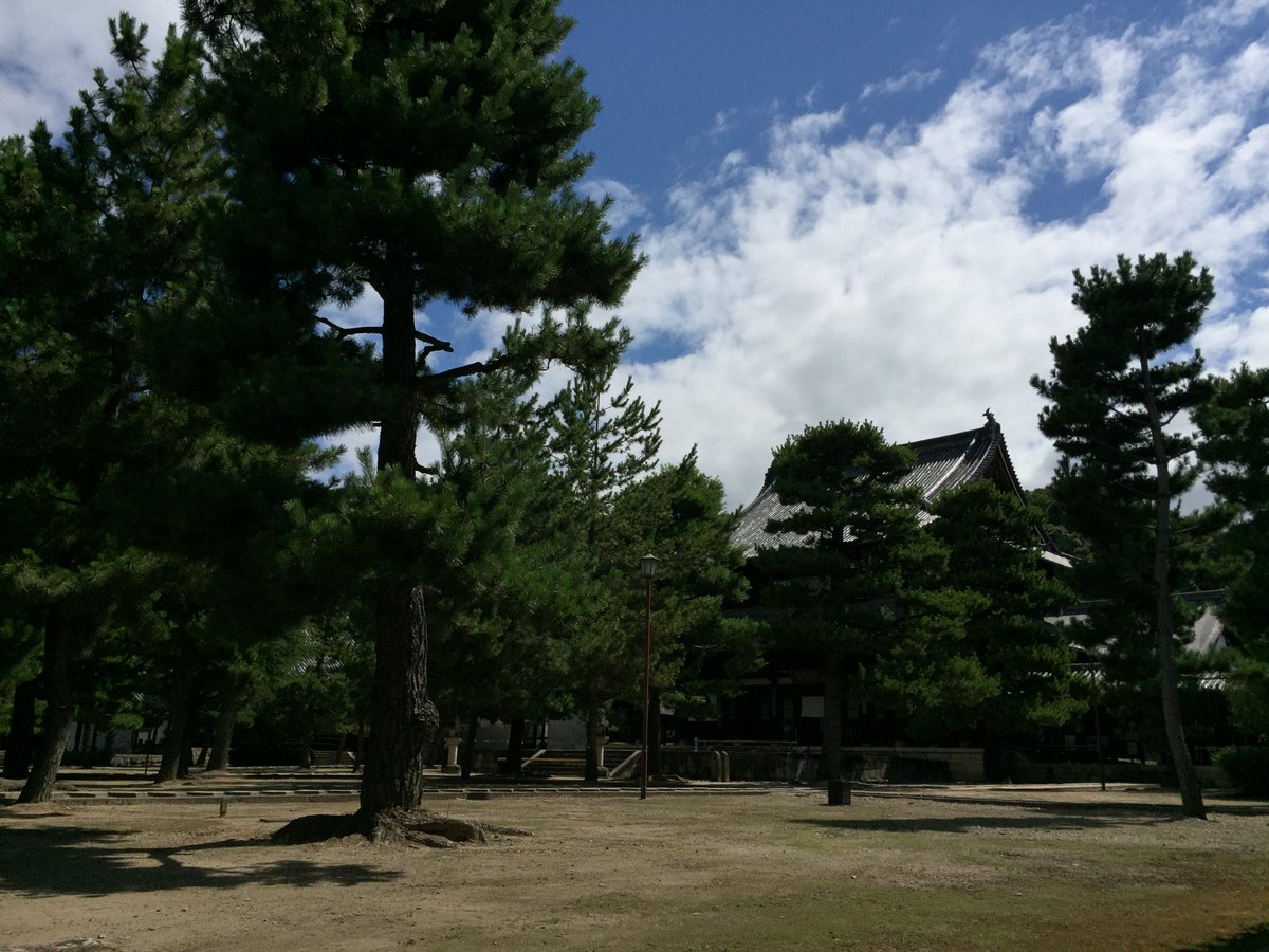 【静寂の寺】
これまで拝観が少ないことを時折、自虐的に呟いてまいりましたが、ついに賽銭箱に蜘蛛の巣が張る事態となっております。
京都の観光名所と競うつもりは毛頭ございません。せめて「萬福寺、空いてるみたいよ。知らんけど」という噂を広めてくださると嬉しいです。
#今日も空いてる萬福寺