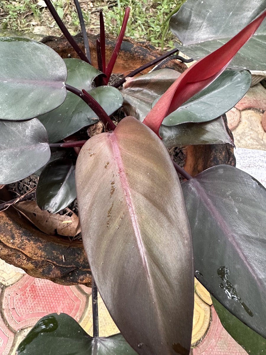 Mrinal_MLA's tweet photo. #plantidentification - Philadendron black cardinal 
#mygarden
#foliage https://t.co/aXOEGtbeOF