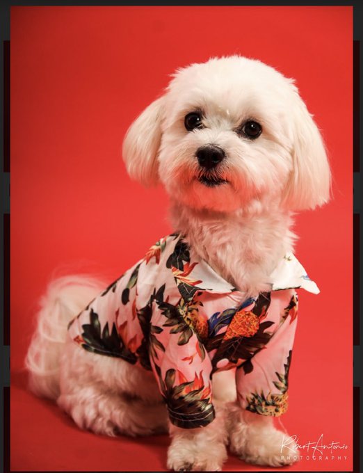 How cute is Theo at his first photo shoot 😍😍😍 https://t.co/BEhZBwQ3KD<a href="/tag/sexpertcornet"class="tags"><span>#sexpertcornet</span></a>