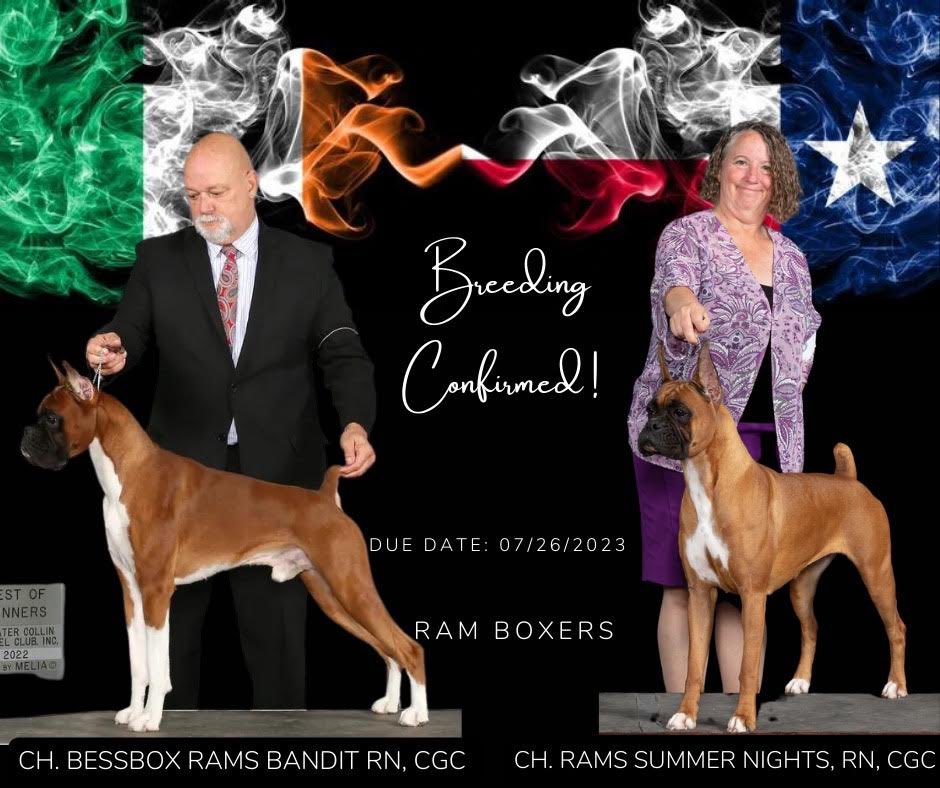 RamBoxers's tweet photo. RAM BOXERS is a family-operated AKC Boxer Breeder / Exhibitor located in Dallas/Fort Worth TX. Upcoming Litter with CH BESSBOX RAMS BANDIT, RN CGC x CH RAMS SUMMER NIGHTS, RN CGC. Due July 26th 2023. Puppy Applications can be found here: 👇
https://t.co/iKni7mlpDJ

#twitter #dog https://t.co/wSlHzh82Ao