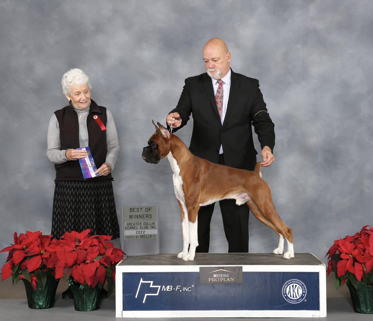 RamBoxers's tweet photo. RAM BOXERS is a family-operated AKC Boxer Breeder / Exhibitor located in Dallas/Fort Worth TX. Upcoming Litter with CH BESSBOX RAMS BANDIT, RN CGC x CH RAMS SUMMER NIGHTS, RN CGC. Due July 26th 2023. Puppy Applications can be found here: 👇
https://t.co/iKni7mlpDJ

#twitter #dog https://t.co/wSlHzh82Ao