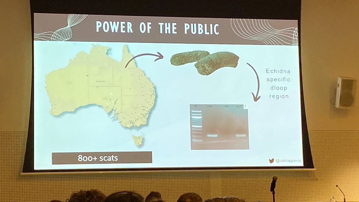 Citizen scientists send in 800+ glittering echidna 💩 samples to @tahliajperry for her PHD looking at diet, health and microbiome. Guess what, they eat more than termites! #ICG2023