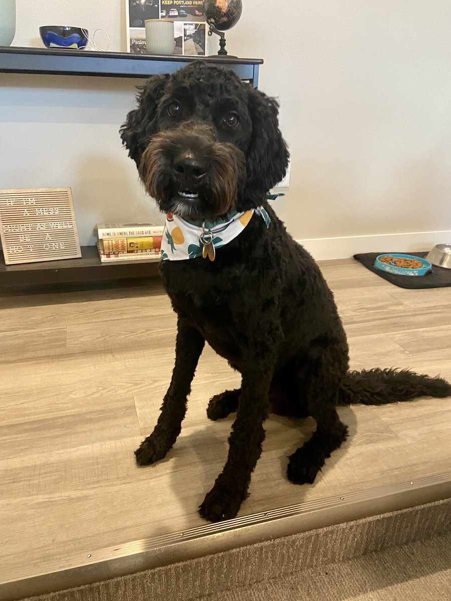 JWendorff19's tweet photo. have not stopped laughing about this since Kipper got his haircut 😂 https://t.co/MvUO8j5YK7