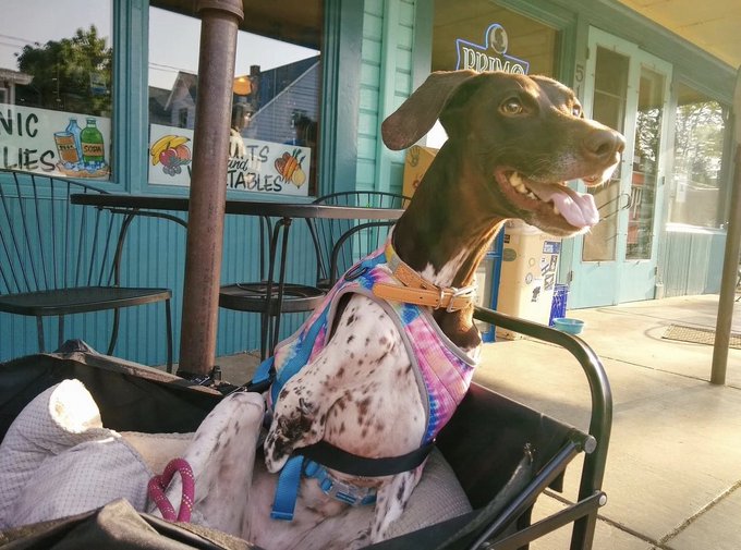 Squeegee got posted to the local neighborhood market&rsquo;s Facebook page and I have never been so proud in